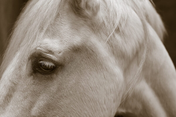 Animal eyes