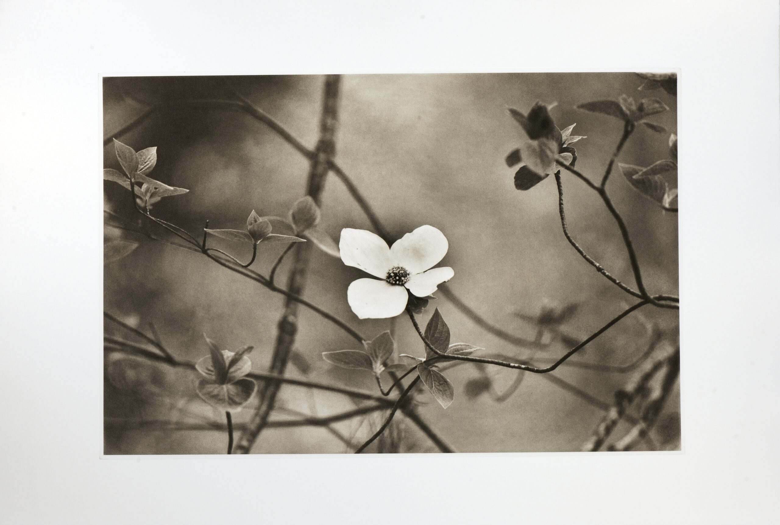 Dogwood Softness - Photogravure by Jon Lybrook