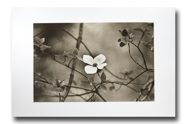 Dogwood Softness - Photogravure by Jon Lybrook