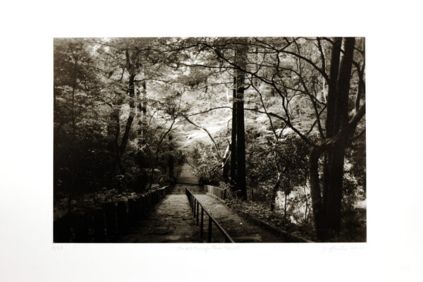 Stairs through the Forest