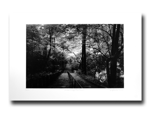 Stairs through the forest - Photogravure by Jon Lybrook