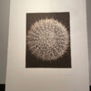 "Kate's Flower" - signed printer's proof by David Brookover