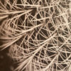 "Kate's Flower" - signed printer's proof by David Brookover (detail)