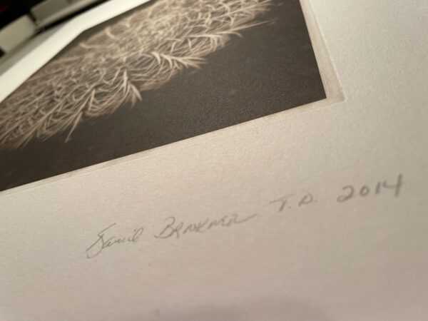 "Kate's Flower" - signed printer's proof by David Brookover (detail)