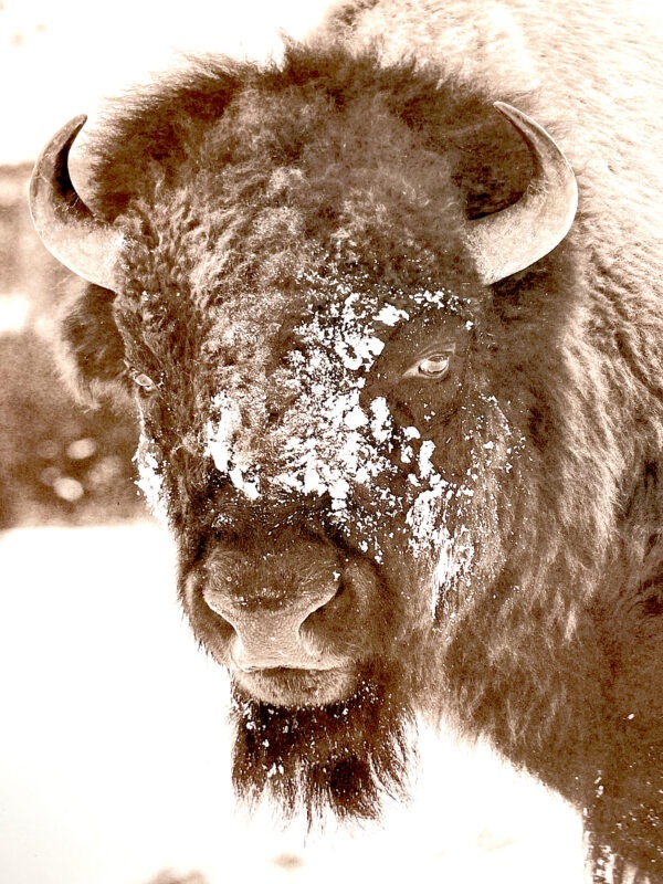 "Big Gus" (detail) - bison photo by David Brookover