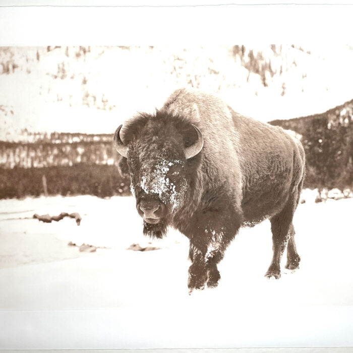 “Big Gus” – bison photograph by David Brookover (signed printer’s proof)