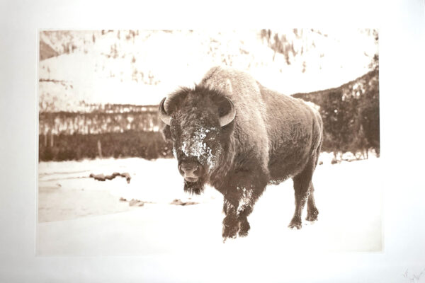 "Big Gus" (detail) - bison photo by David Brookover