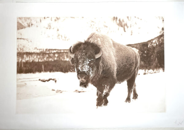 "Big Gus" (detail) - bison photo by David Brookover