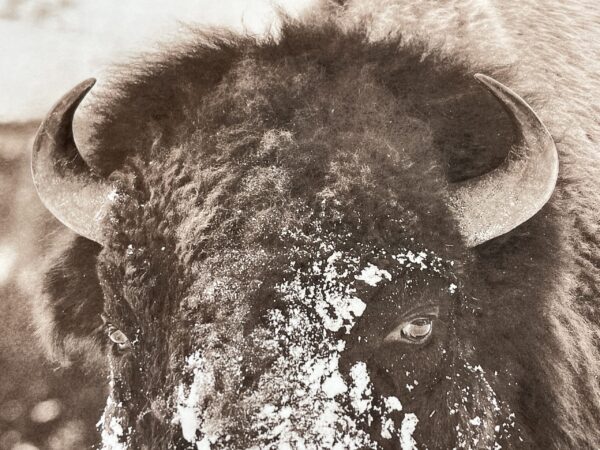 "Big Gus" (detail) - bison photo by David Brookover