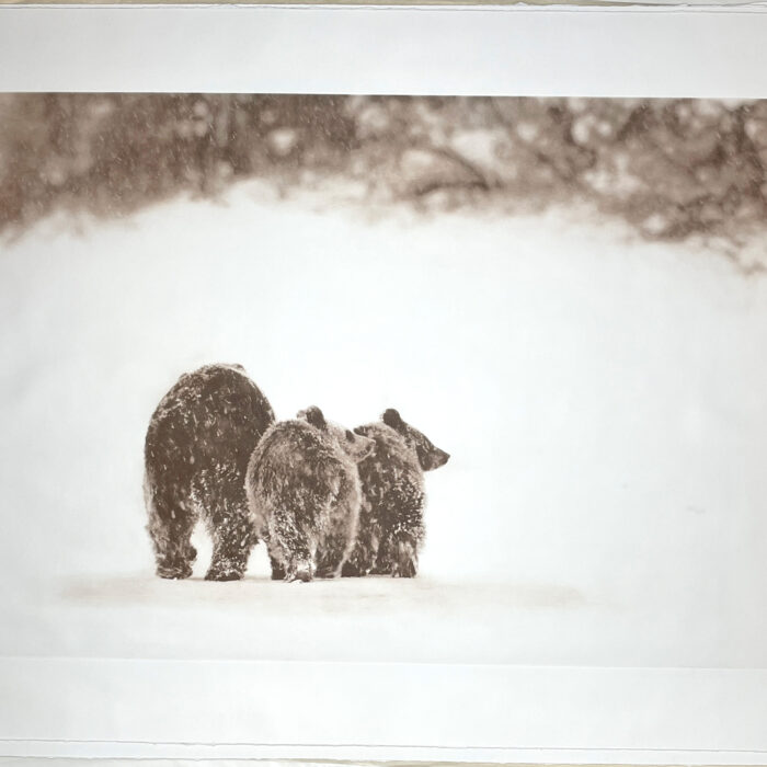 “Psst…It’s Big Gus!” 3-bear photograph by David Brookover (signed printer’s proof)