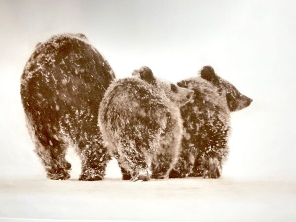 "Psst...It's Big Gus!" - Mama Bear with two cubs - photo by David Brookover