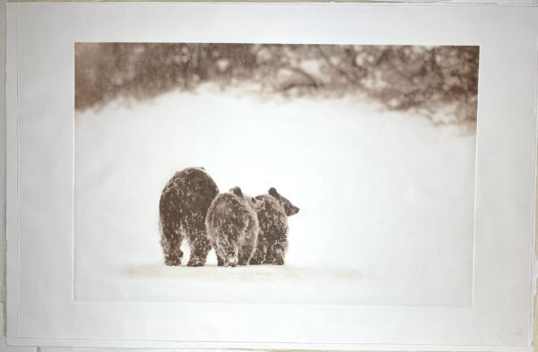 "Psst...It's Big Gus!" - Mama Bear with two cubs - photo by David Brookover