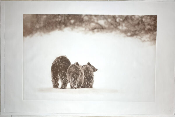 "Psst...It's Big Gus!" - Mama Bear with two cubs - photo by David Brookover